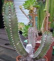 Candelabra Tree